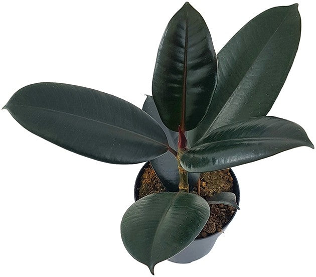 Ficus elastica "Abidjan" - sinnlicher Gummibaum