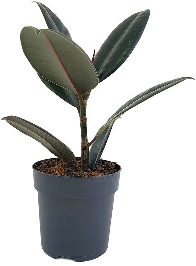 Ficus elastica "Abidjan" - sinnlicher Gummibaum