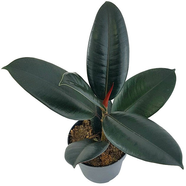 Ficus elastica "Abidjan" - sinnlicher Gummibaum