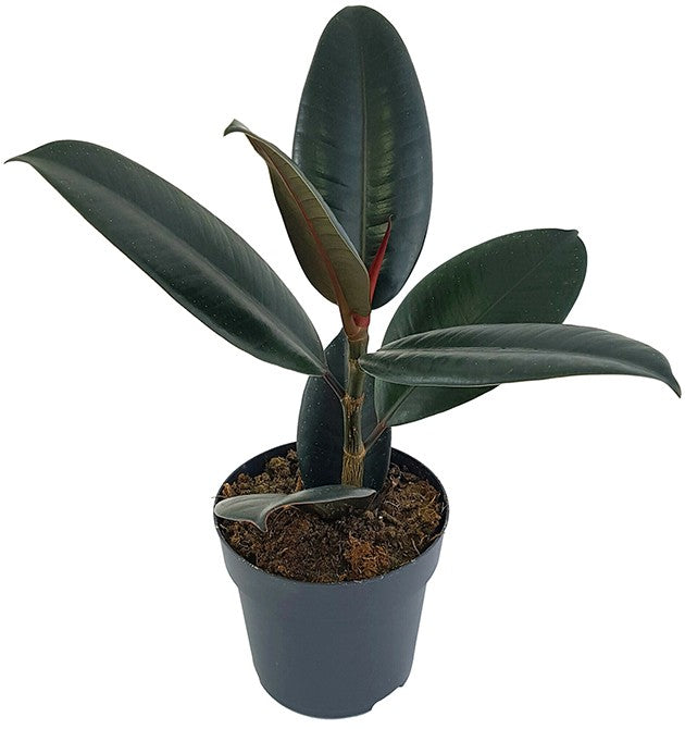 Ficus elastica "Abidjan" - sinnlicher Gummibaum