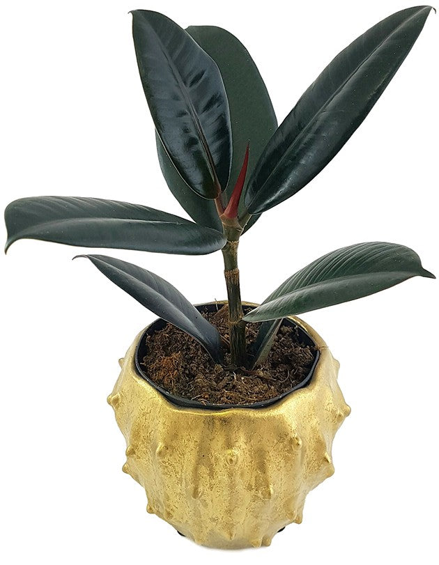 Ficus elastica "Abidjan" - sinnlicher Gummibaum