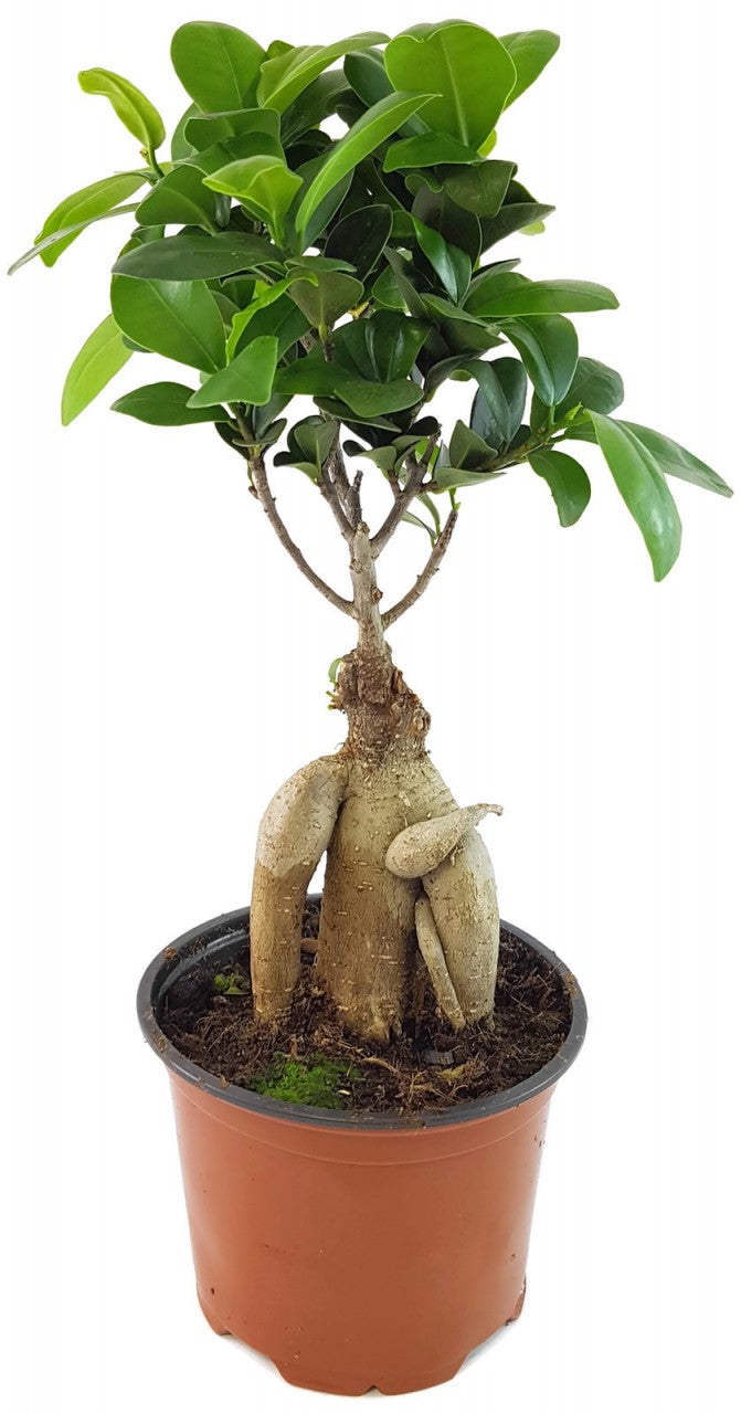 Ficus "Ginseng" - chinesische Feige