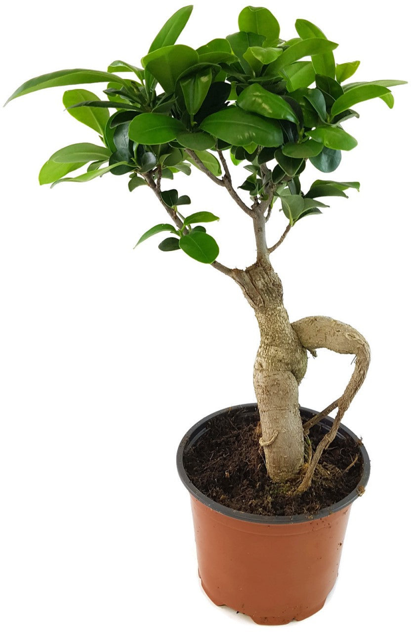 Ficus "Ginseng" - chinesische Feige
