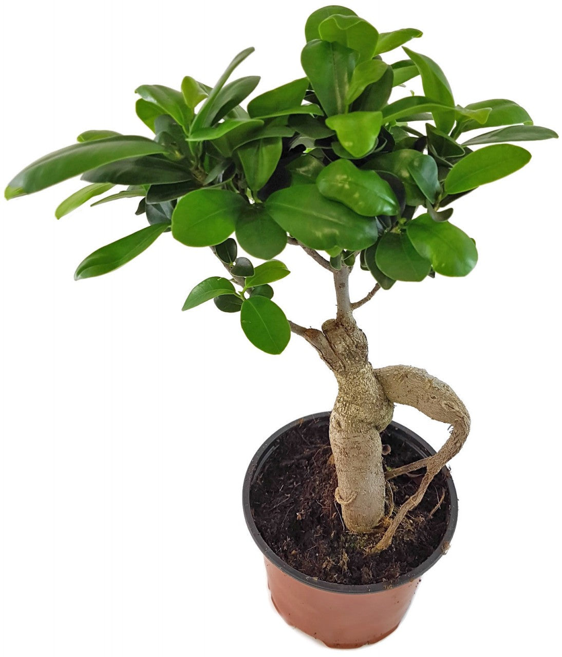 Ficus "Ginseng" - chinesische Feige