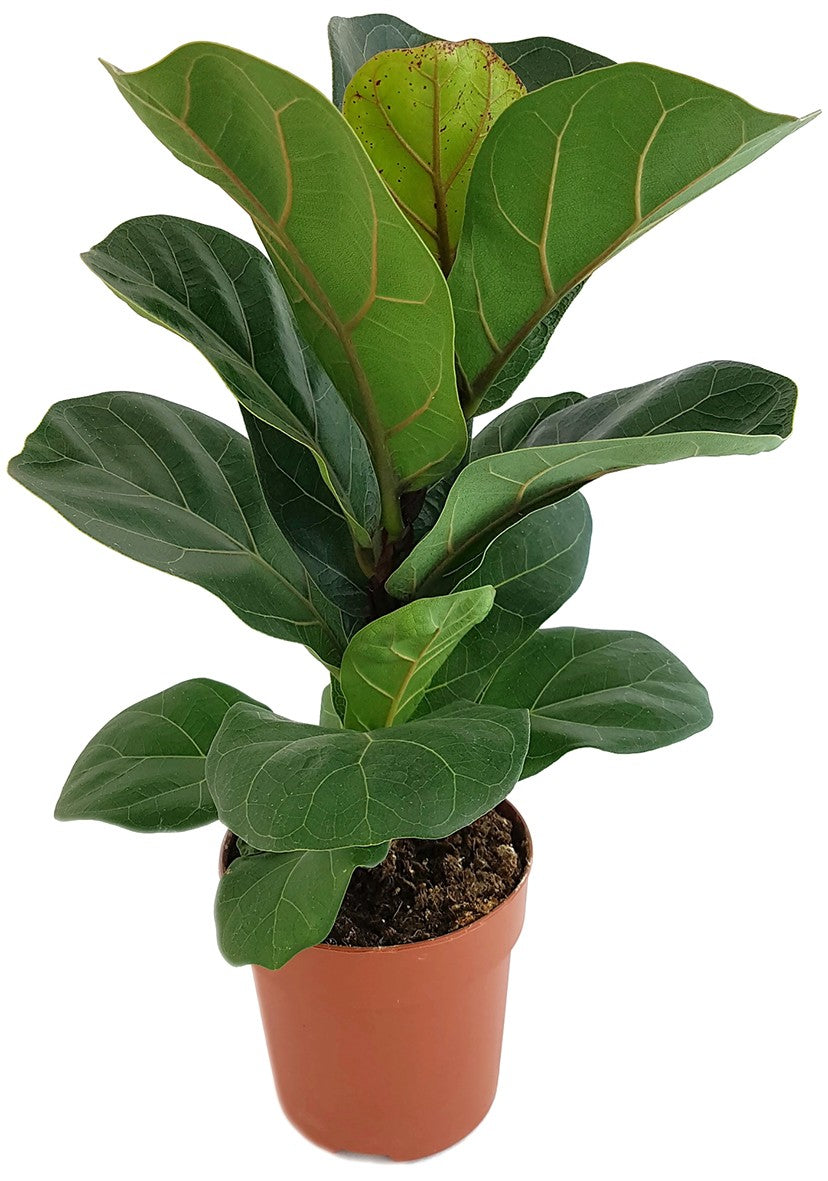 Ficus Lyrata "Bambino" - Geigenfeige