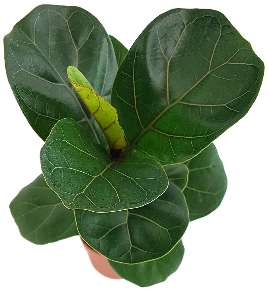 Ficus Lyrata "Bambino" - Geigenfeige