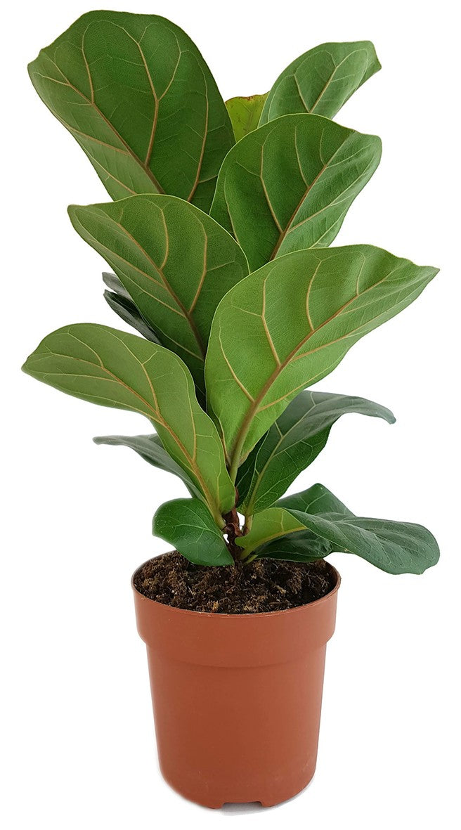 Ficus Lyrata "Bambino" - Geigenfeige