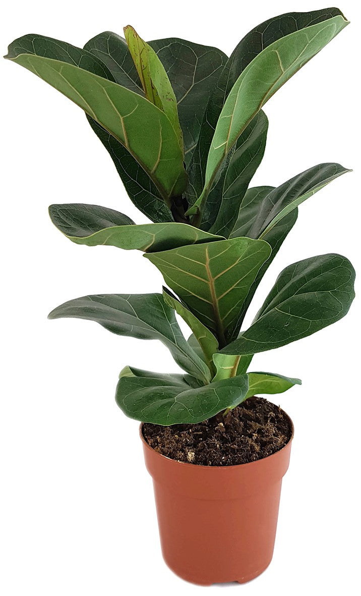 Ficus Lyrata "Bambino" - Geigenfeige