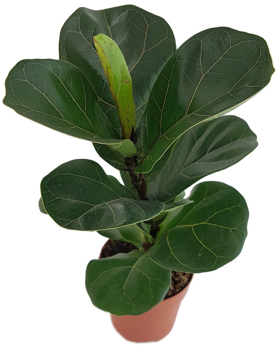Ficus Lyrata "Bambino" - Geigenfeige