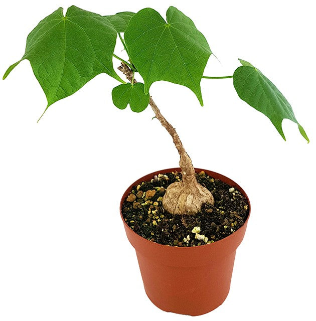 Firmiana colorata - stattliche Caudexpflanze