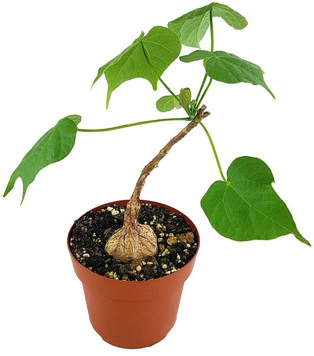 Firmiana colorata - stattliche Caudexpflanze