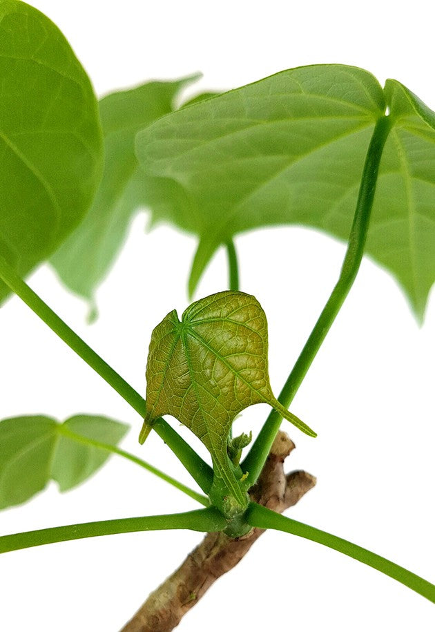 Firmiana colorata - stattliche Caudexpflanze