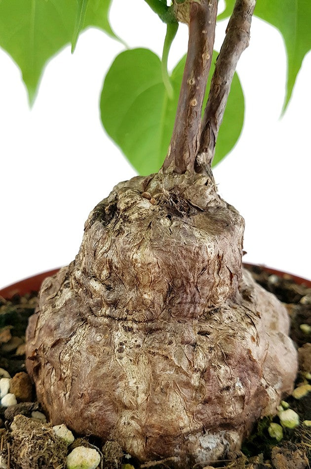 Firmiana colorata - stattliche Caudexpflanze