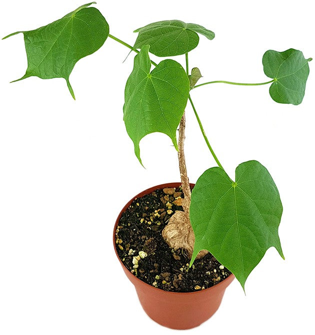 Firmiana colorata - stattliche Caudexpflanze