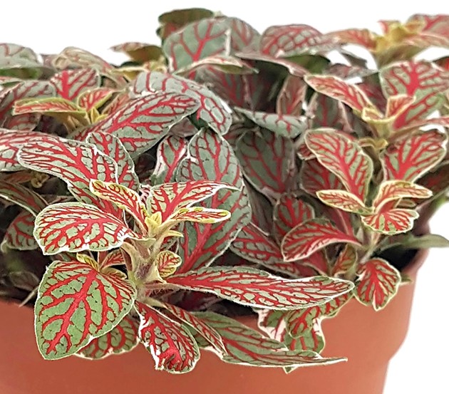 Fittonia "Grey Sensation" - Mosaikpflanze