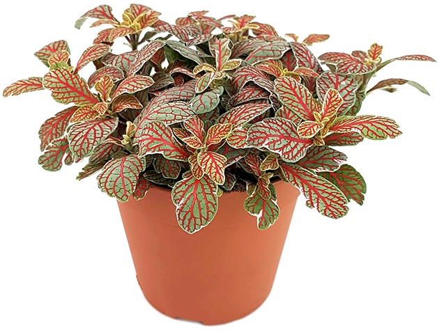 Fittonia "Grey Sensation" - Mosaikpflanze