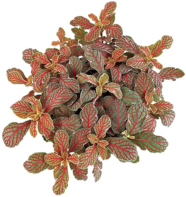 Fittonia "Grey Sensation" - Mosaikpflanze