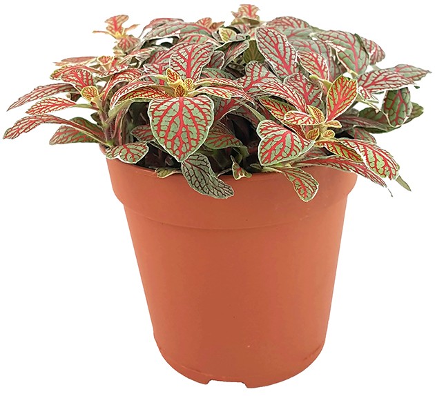 Fittonia "Grey Sensation" - Mosaikpflanze
