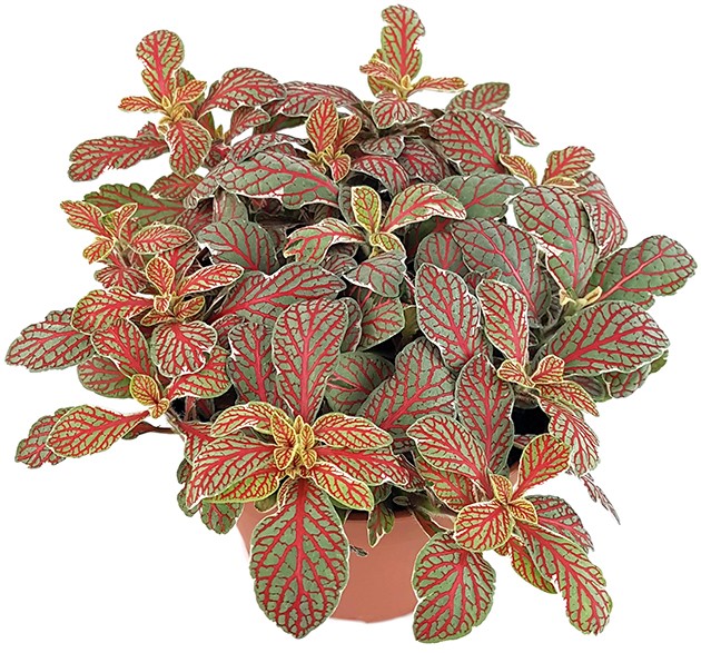 Fittonia "Grey Sensation" - Mosaikpflanze