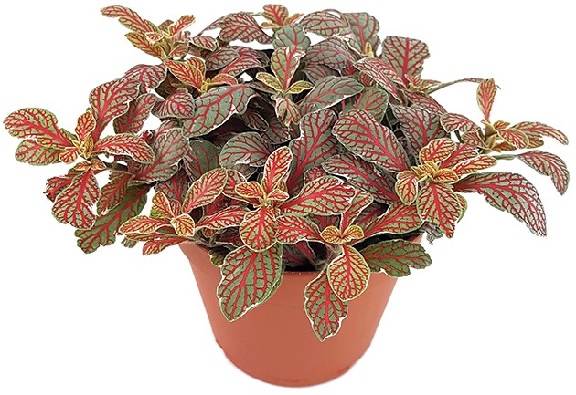 Fittonia "Grey Sensation" - Mosaikpflanze