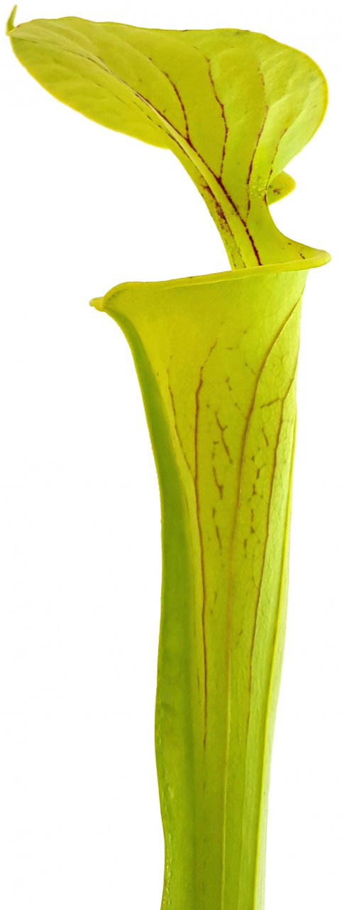 Sarracenia Flava var. Flava "Culture"