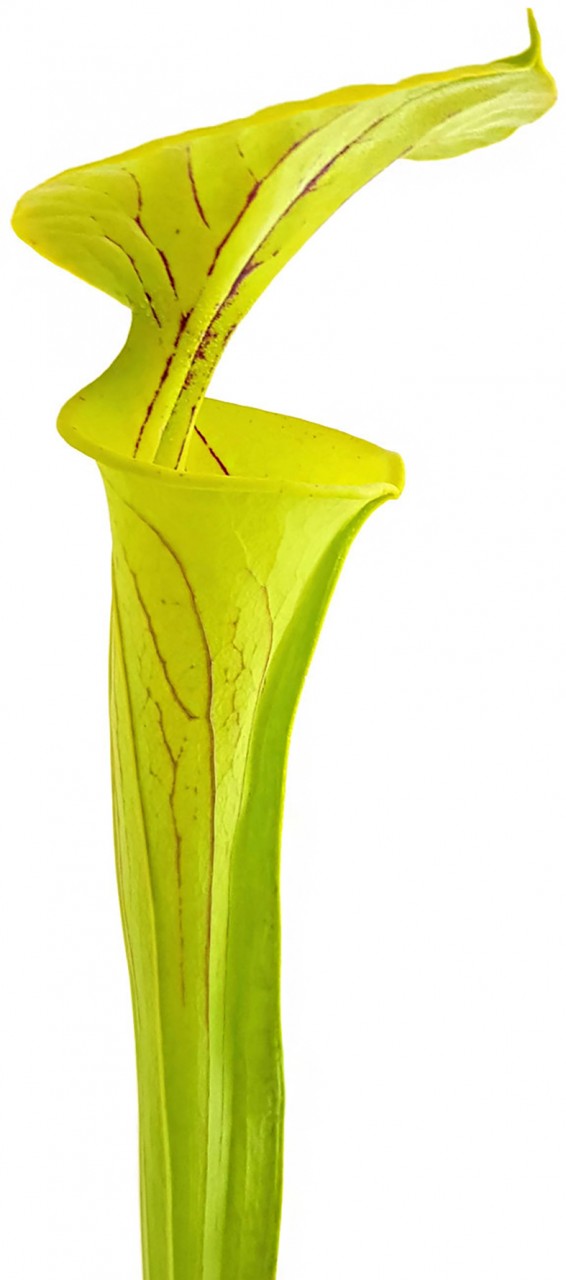 Sarracenia Flava var. Flava "Culture"