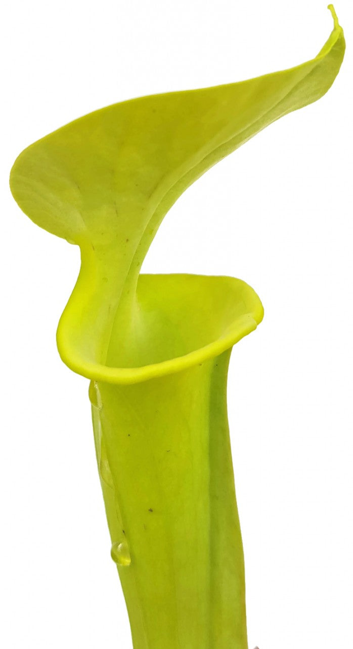 Sarracenia Flava "Green Form" Fangblatt Züchtung