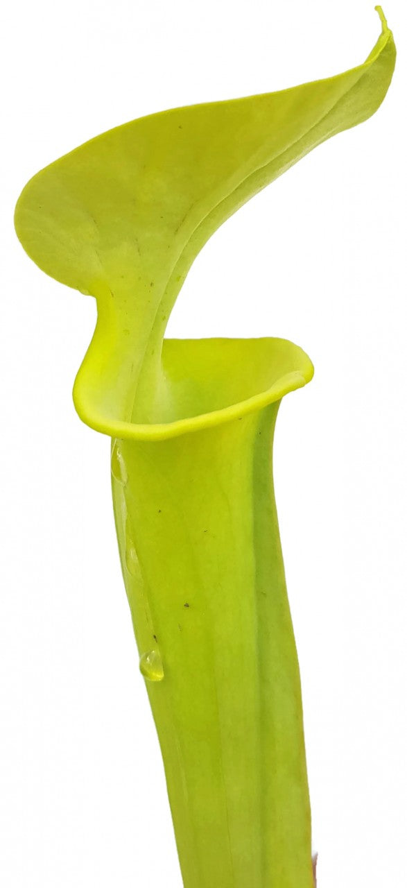 Sarracenia Flava "Green Form" Fangblatt Züchtung