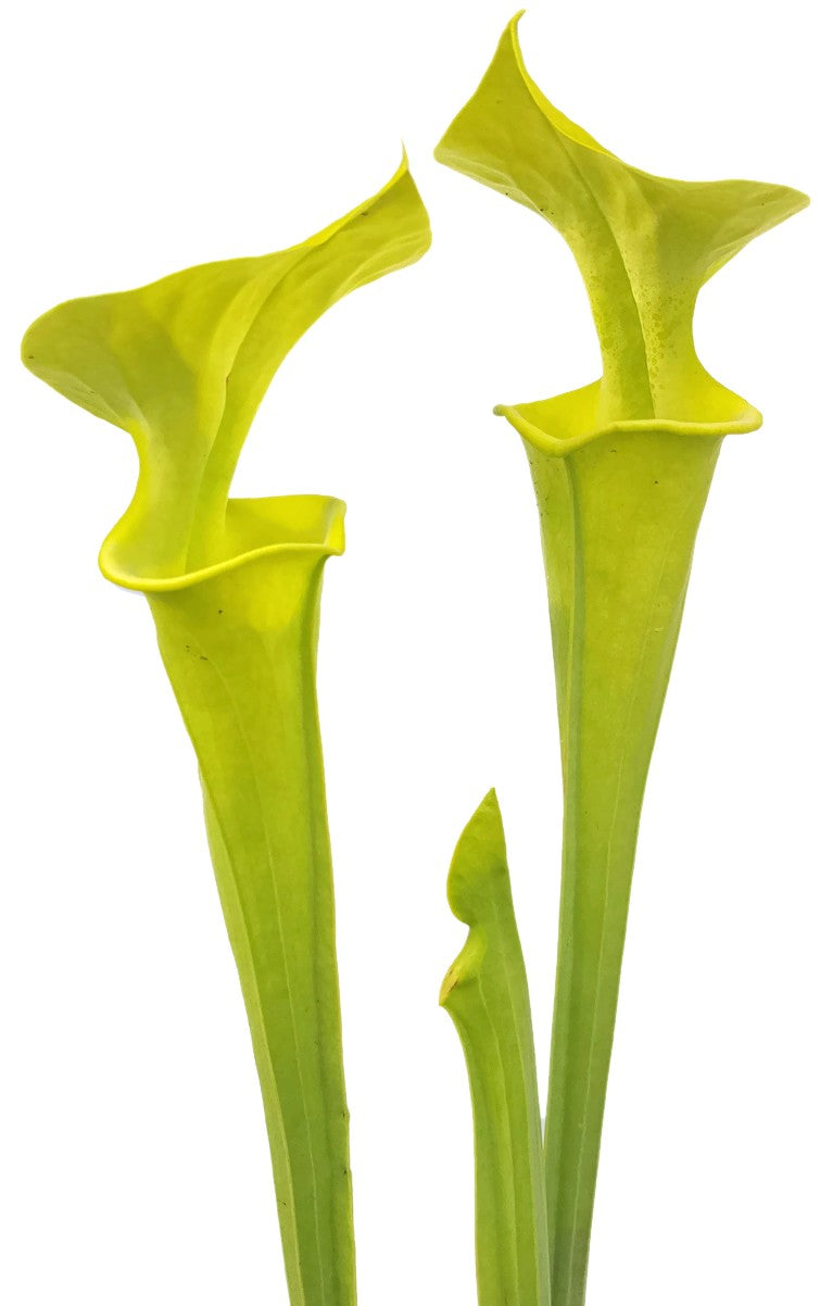 Sarracenia Flava "Green Form" Fangblatt Züchtung