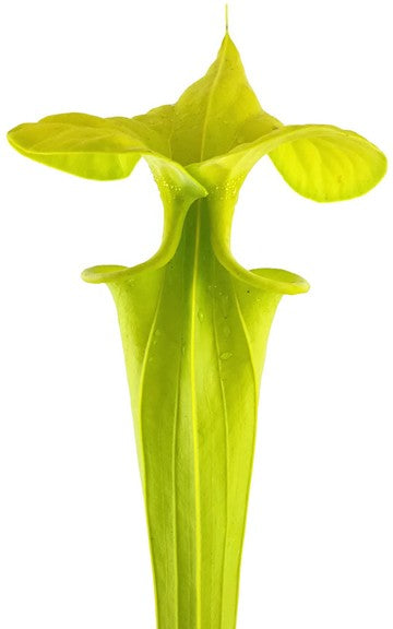 Sarracenia Flava var. Maxima "Tall Form"; "All Green"