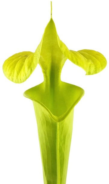 Sarracenia Flava var. Maxima "Tall Form"; "All Green"