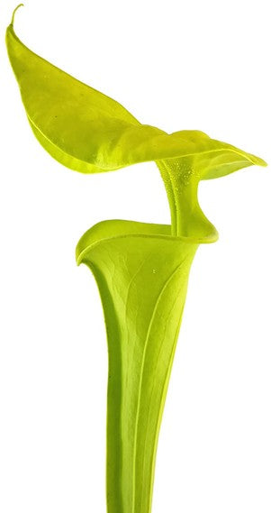 Sarracenia Flava var. Maxima "Tall Form"; "All Green"