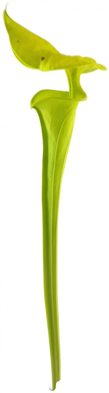 Sarracenia Flava var. Maxima "Tall Form"; "All Green"