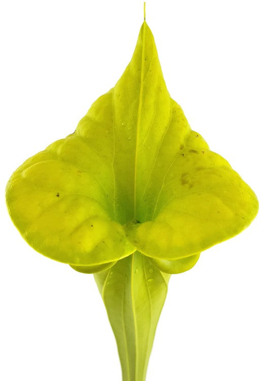 Sarracenia Flava var. Maxima "Tall Form"; "All Green"