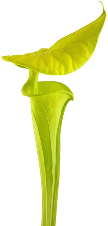 Sarracenia Flava var. Maxima "Tall Form"; "All Green"