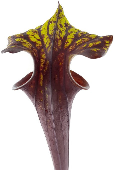 Sarracenia Flava var. Rubricorpora -Liberty Co Florida MK F30