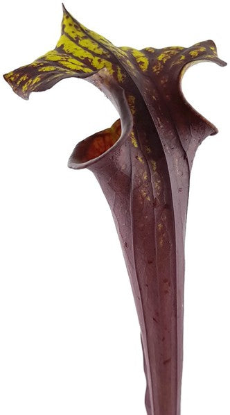 Sarracenia Flava var. Rubricorpora -Liberty Co Florida MK F30