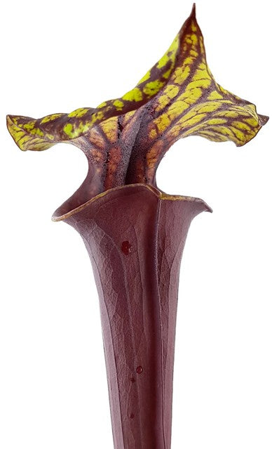 Sarracenia Flava var. Rubricorpora -Liberty Co Florida MK F30