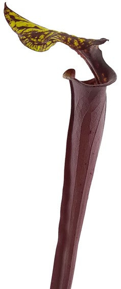 Sarracenia Flava var. Rubricorpora -Liberty Co Florida MK F30