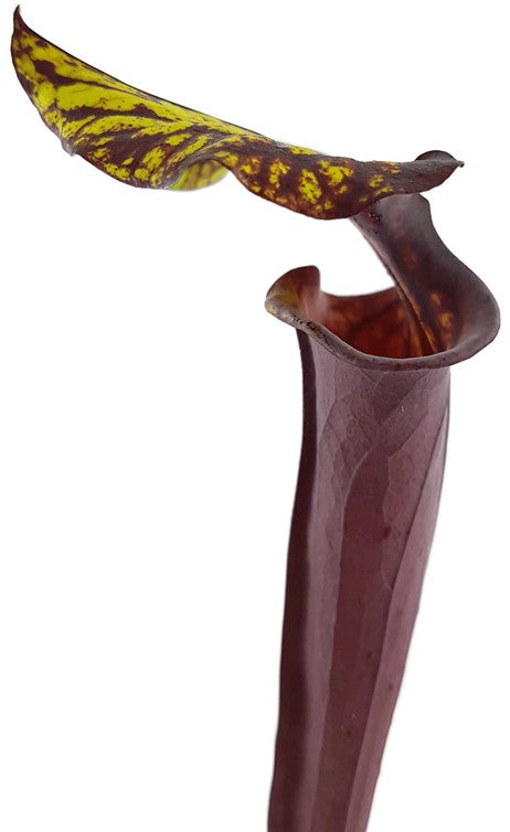 Sarracenia Flava var. Rubricorpora -Liberty Co Florida MK F30