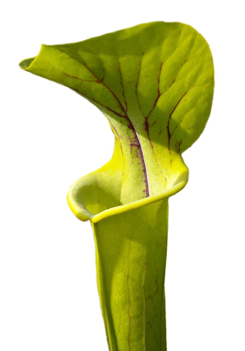 Sarracenia Flava "Small Phyllodia" East of Supply Road, N.C.
