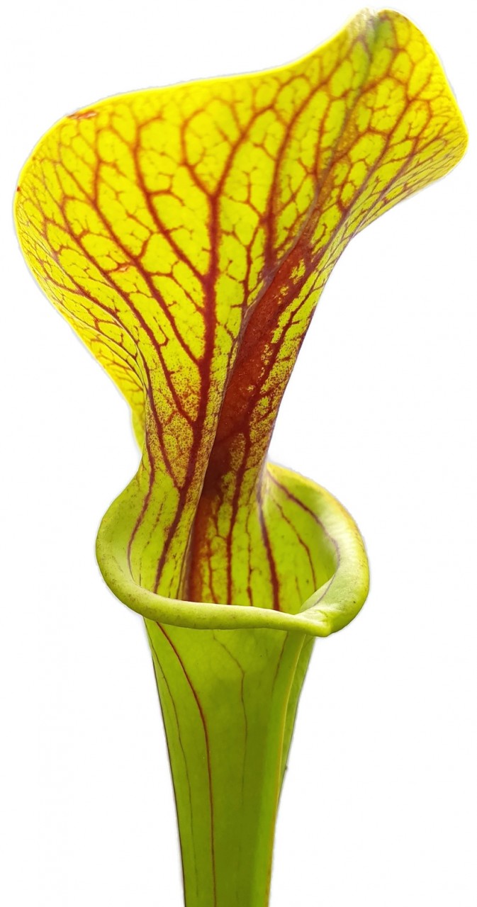 Sarracenia Flava var. Ornata "Superornata"