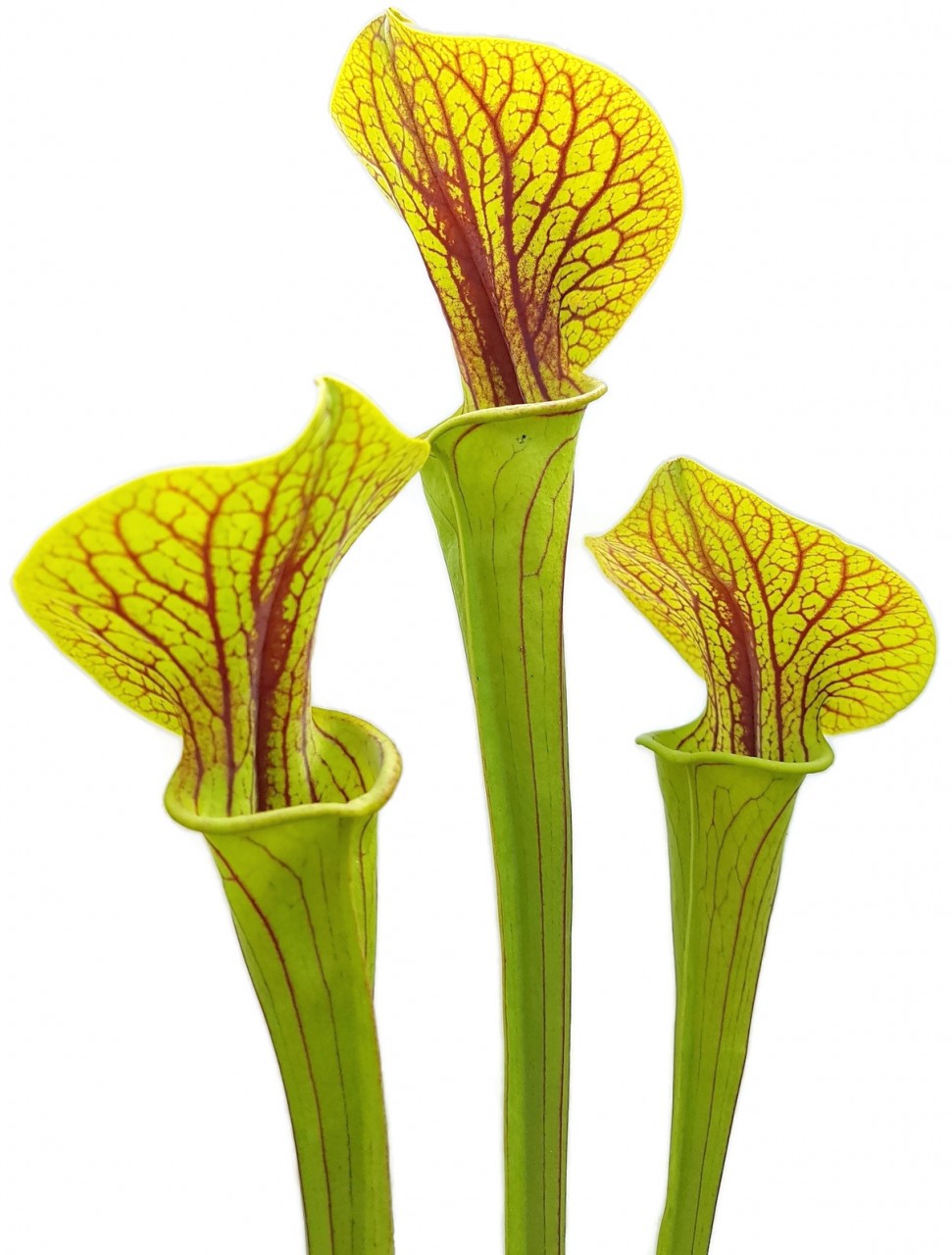 Sarracenia Flava var. Ornata "Superornata"