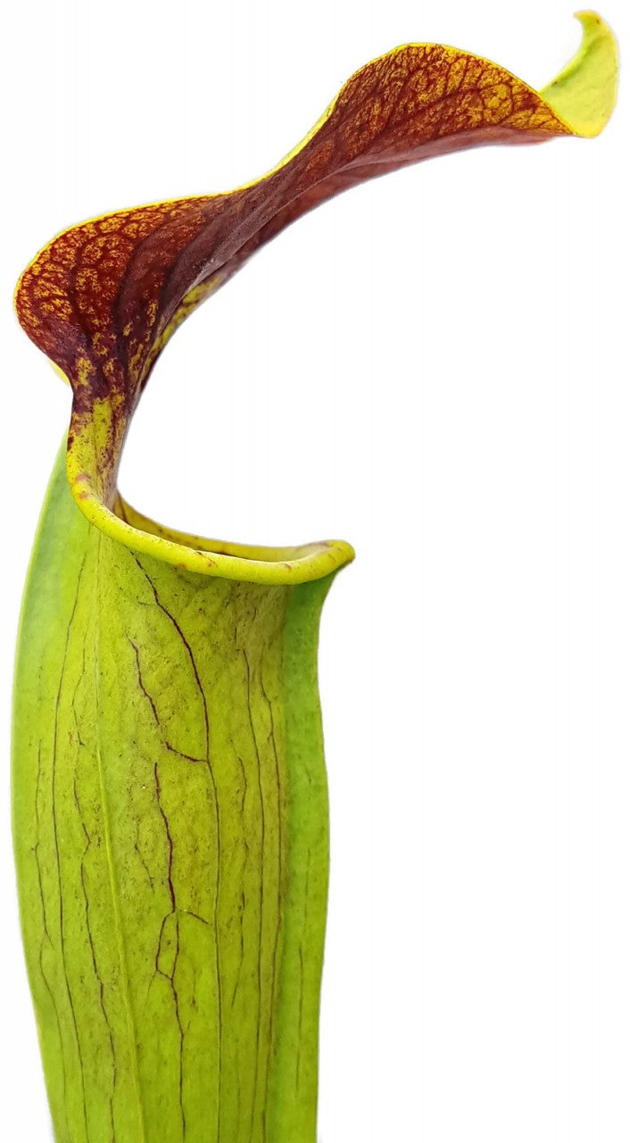 Sarracenia Flava x Alata "Red Lid"