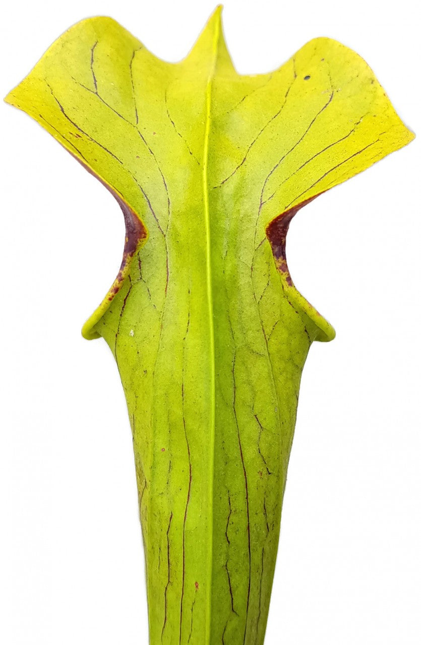 Sarracenia Flava x Alata "Red Lid"