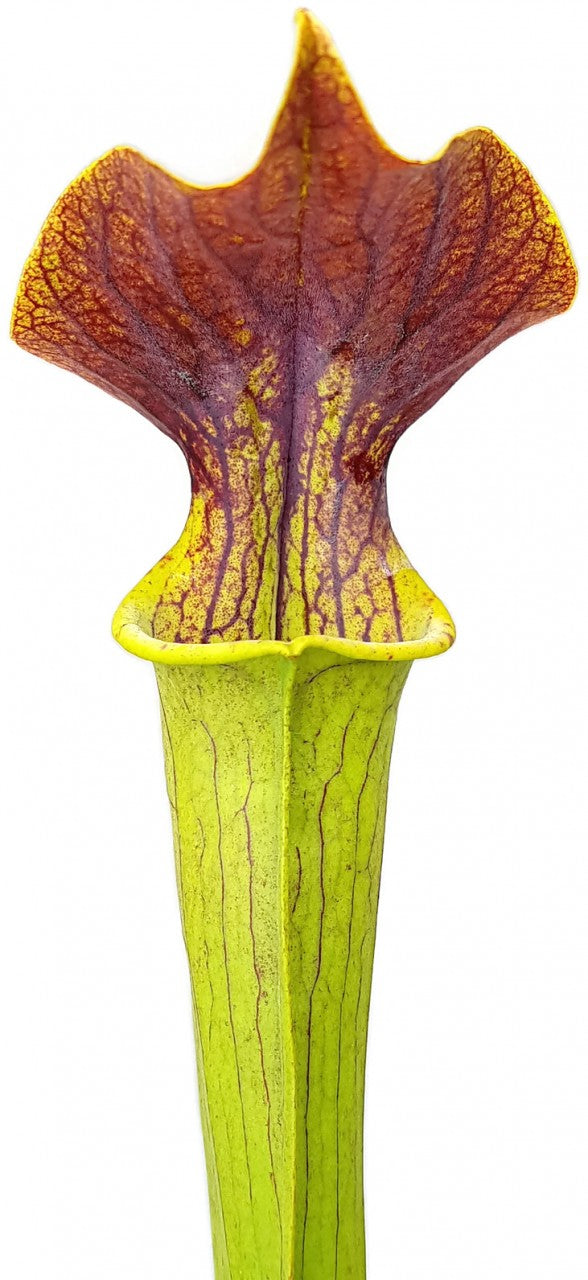 Sarracenia Flava x Alata "Red Lid"