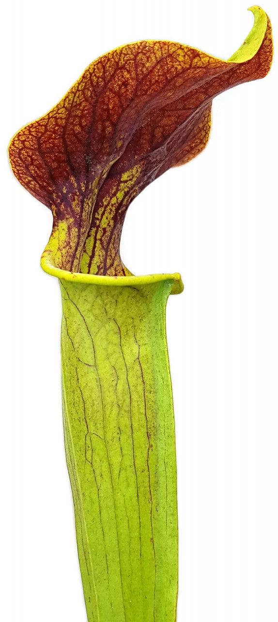 Sarracenia Flava x Alata "Red Lid"