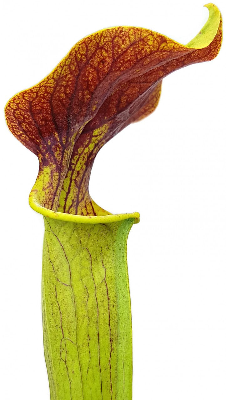 Sarracenia Flava x Alata "Red Lid"
