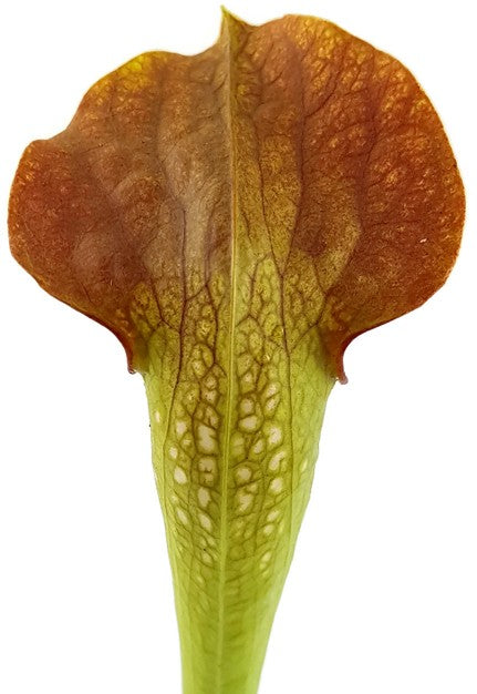 Sarracenia X "Frogman"