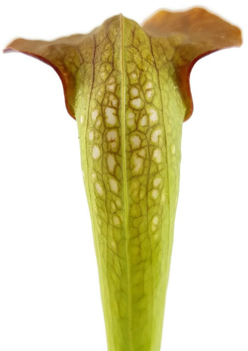 Sarracenia X "Frogman"